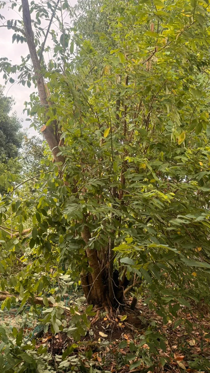 MBK potong pokok 1
